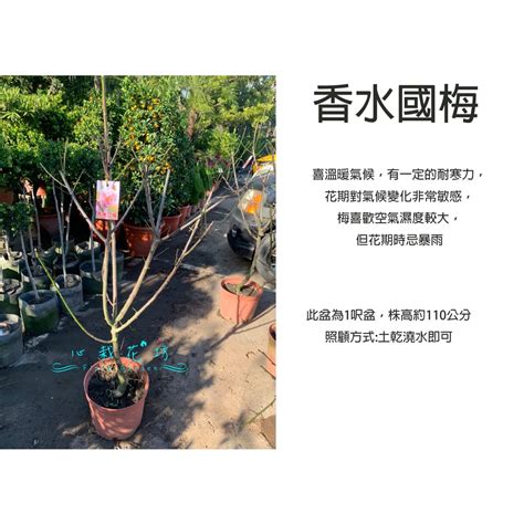 桃花哪裡買|心栽花坊